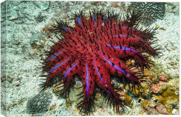 Crown of Thorns Starfish (Purple Variant) in the Strait of Hormuz, Musandam, Oman Canvas Print by Dave Collins