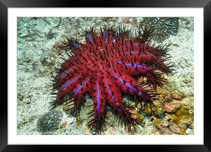 Crown of Thorns Starfish (Purple Variant) in the Strait of Hormuz, Musandam, Oman Framed Mounted Print by Dave Collins