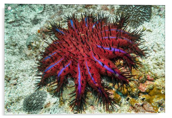 Crown of Thorns Starfish (Purple Variant) in the Strait of Hormuz, Musandam, Oman Acrylic by Dave Collins
