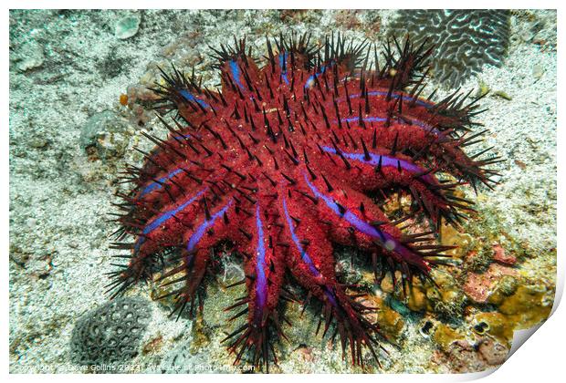 Crown of Thorns Starfish (Purple Variant) in the Strait of Hormuz, Musandam, Oman Print by Dave Collins