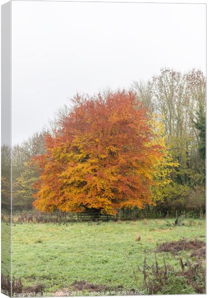 Tree in full autumn colours in the Scottish Borders, UK Canvas Print by Dave Collins