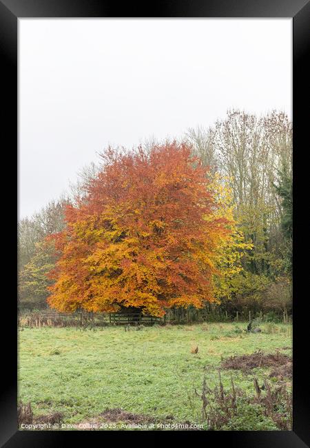 Tree in full autumn colours in the Scottish Borders, UK Framed Print by Dave Collins