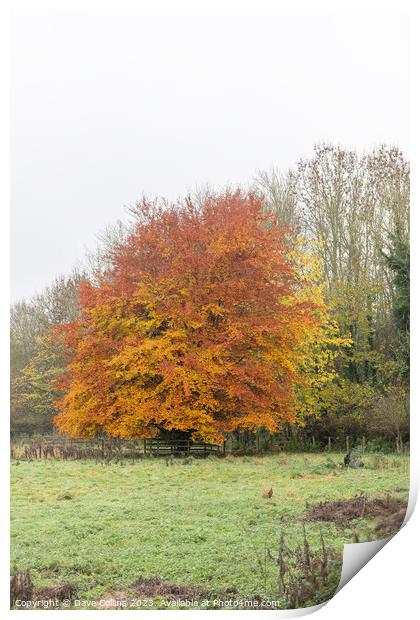 Tree in full autumn colours in the Scottish Borders, UK Print by Dave Collins