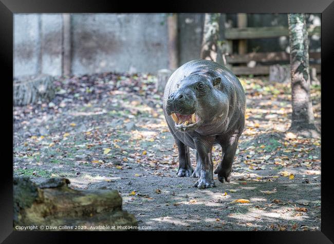 Pygmy hippopotamus at Edinburgh Zoo, Edinburgh, Scotland Framed Print by Dave Collins