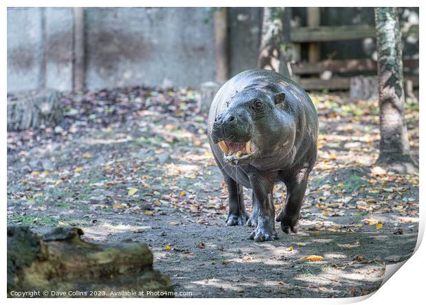 Pygmy hippopotamus at Edinburgh Zoo, Edinburgh, Scotland Print by Dave Collins
