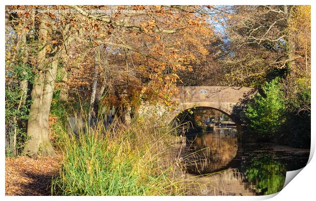 Basingstoke Canal in Autumn Print by Pearl Bucknall