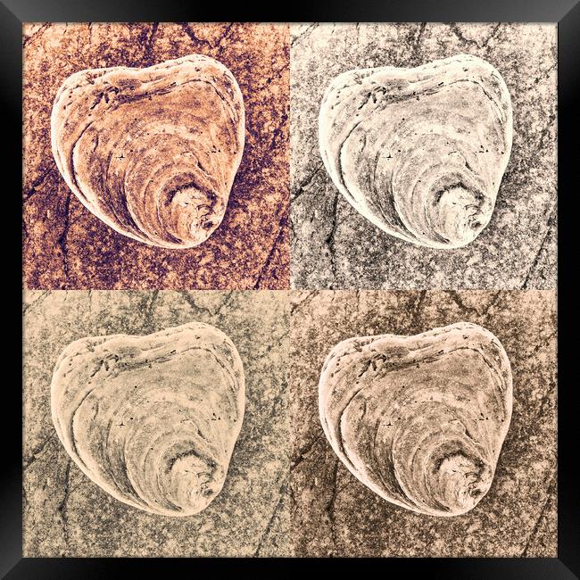 Seashell on Rock x 4 Framed Print by Kevin Howchin