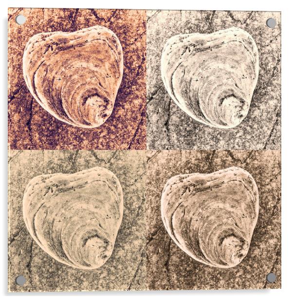 Seashell on Rock x 4 Acrylic by Kevin Howchin