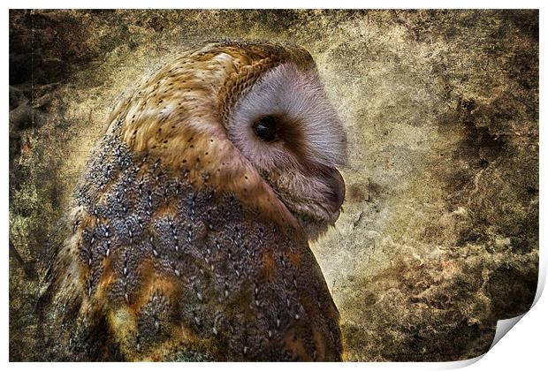 Barn Owl Print by Celtic Origins