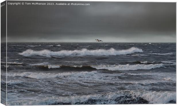 Moray Firth Seascape Canvas Print by Tom McPherson