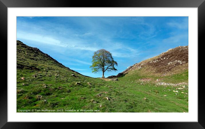 The Sycamore Gap tree Framed Mounted Print by Tom McPherson