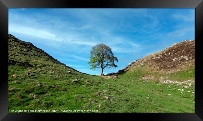 The Sycamore Gap tree Framed Print by Tom McPherson