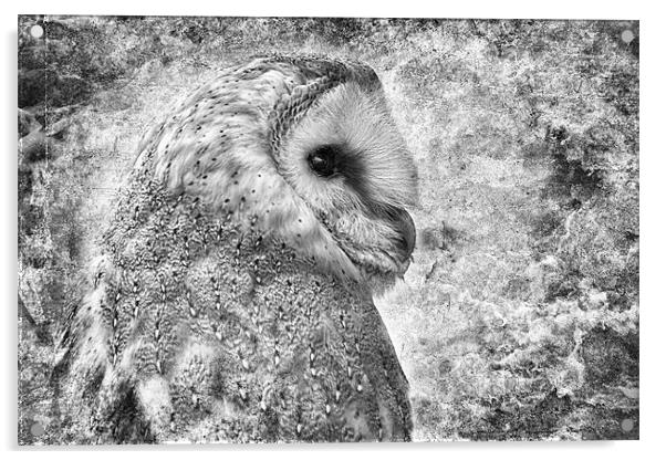 Barn Owl Portrait Acrylic by Celtic Origins