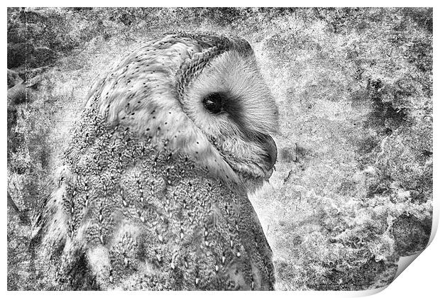 Barn Owl Portrait Print by Celtic Origins