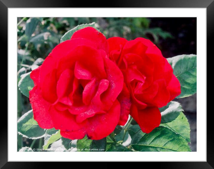 Perfect roses Framed Mounted Print by Stephanie Moore