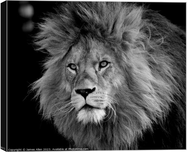 A lion looking at the camera taken Colchester Zoo in Essex England  Canvas Print by James Allen