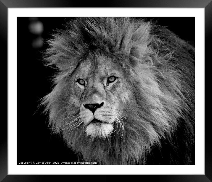 A lion looking at the camera taken Colchester Zoo in Essex England  Framed Mounted Print by James Allen