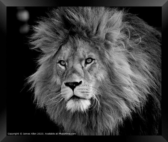A lion looking at the camera taken Colchester Zoo in Essex England  Framed Print by James Allen
