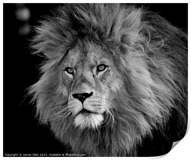 A lion looking at the camera taken Colchester Zoo in Essex England  Print by James Allen
