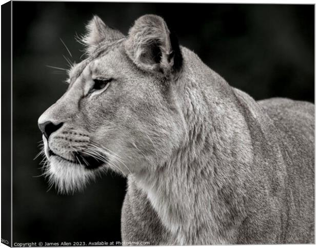 Beautiful lion staring into the distance  Canvas Print by James Allen