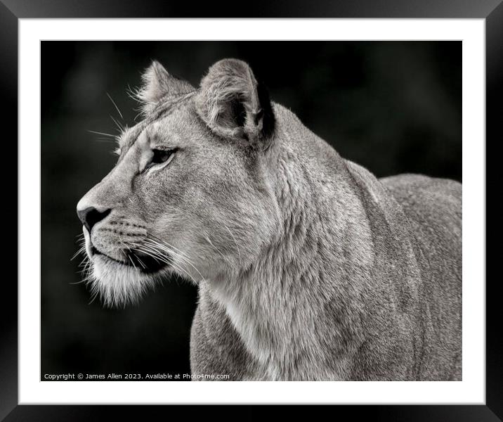 Beautiful lion staring into the distance  Framed Mounted Print by James Allen