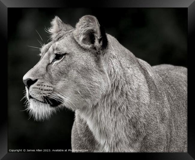 Beautiful lion staring into the distance  Framed Print by James Allen