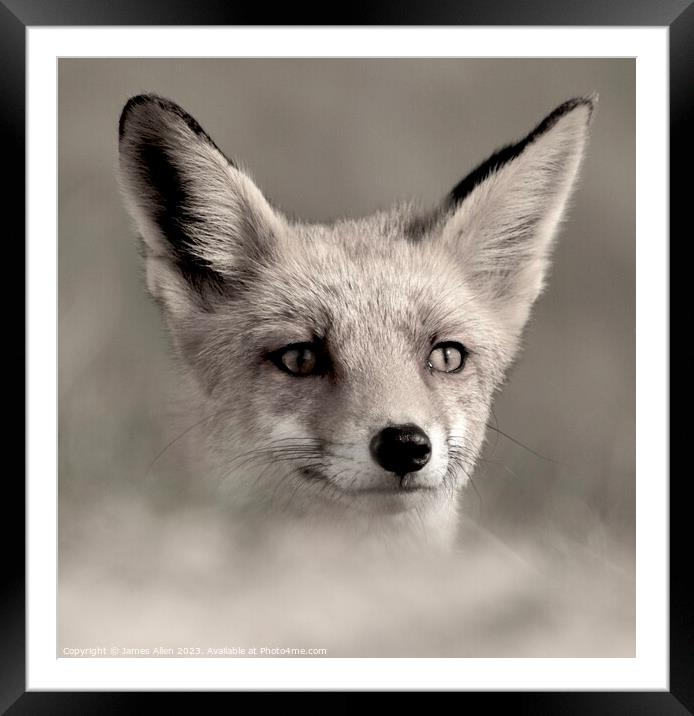 A fox looking at the camera Framed Mounted Print by James Allen