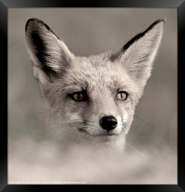 A fox looking at the camera Framed Print by James Allen