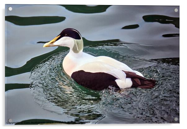 Common Eider Duck Acrylic by Tom McPherson