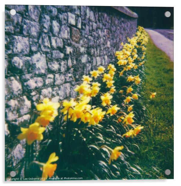 Daffodils Acrylic by Lee Osborne