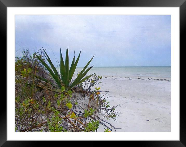 FLORIDA BEACH Framed Mounted Print by dale rys (LP)