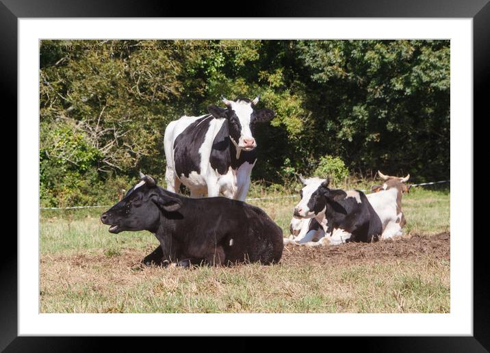 Holstein heifers in a field in Brittany Framed Mounted Print by aurélie le moigne