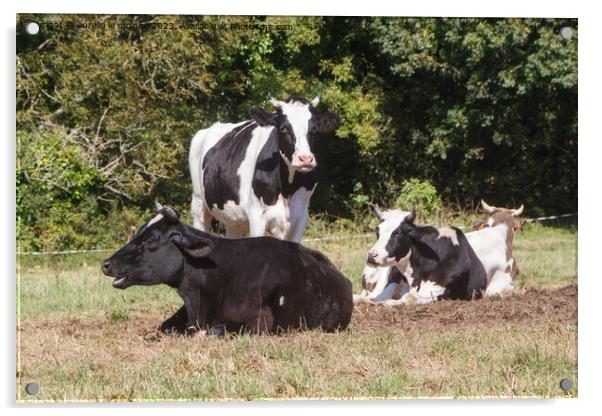 Holstein heifers in a field in Brittany Acrylic by aurélie le moigne