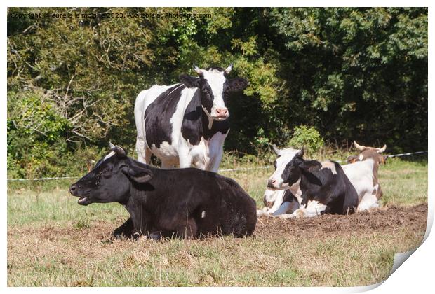 Holstein heifers in a field in Brittany Print by aurélie le moigne