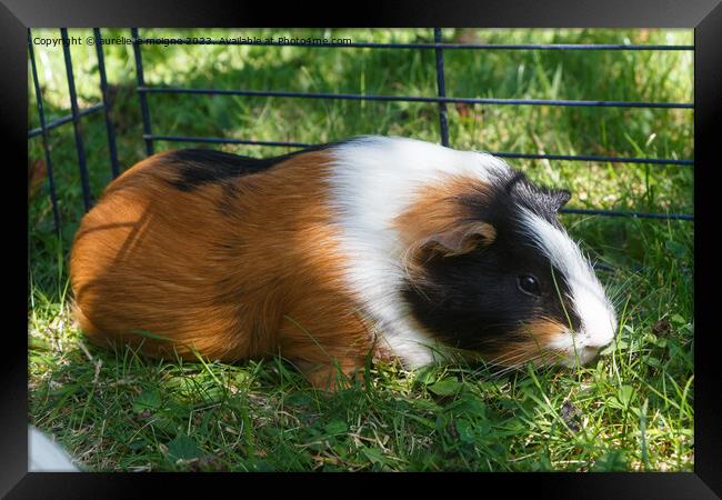 Guinea pig in grass Framed Print by aurélie le moigne