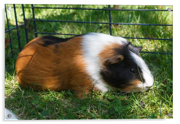 Guinea pig in grass Acrylic by aurélie le moigne
