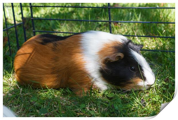 Guinea pig in grass Print by aurélie le moigne