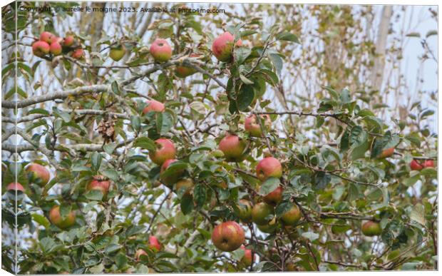Apples ripening on an apple tree Canvas Print by aurélie le moigne