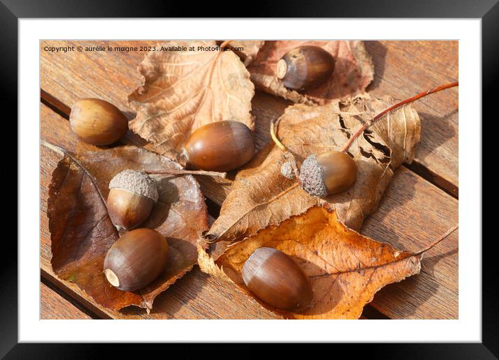 Acorns, dead leaves and cupules Framed Mounted Print by aurélie le moigne