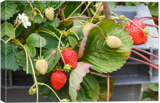 Strawberries ripening in a vegetable garden Canvas Print by aurélie le moigne