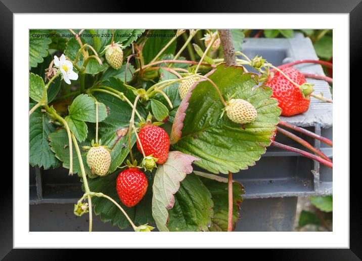 Strawberries ripening in a vegetable garden Framed Mounted Print by aurélie le moigne