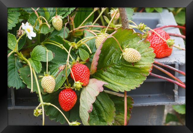 Strawberries ripening in a vegetable garden Framed Print by aurélie le moigne