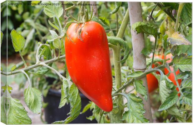 Tomato ripening in a vegetable garden Canvas Print by aurélie le moigne