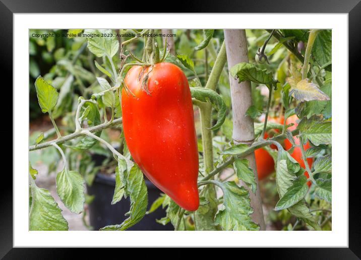 Tomato ripening in a vegetable garden Framed Mounted Print by aurélie le moigne