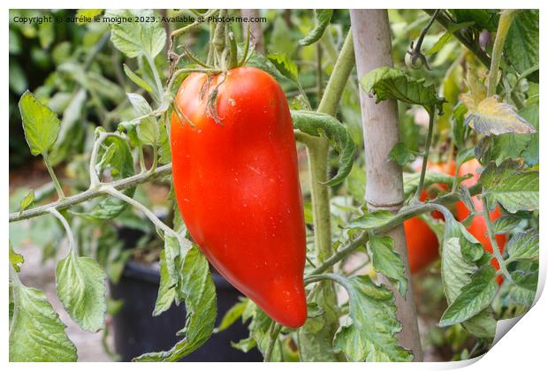 Tomato ripening in a vegetable garden Print by aurélie le moigne