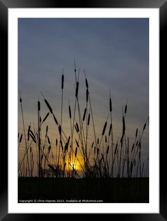 Reeds in the sunset Framed Mounted Print by Chris Haynes