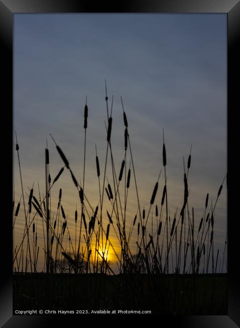 Reeds in the sunset Framed Print by Chris Haynes