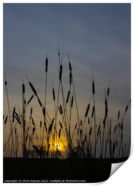 Reeds in the sunset Print by Chris Haynes