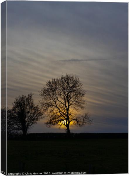 Silhouette of a tree in the sunset Canvas Print by Chris Haynes