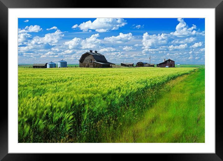 abandoned farm, wind-blown  durum wheat field Framed Mounted Print by Dave Reede